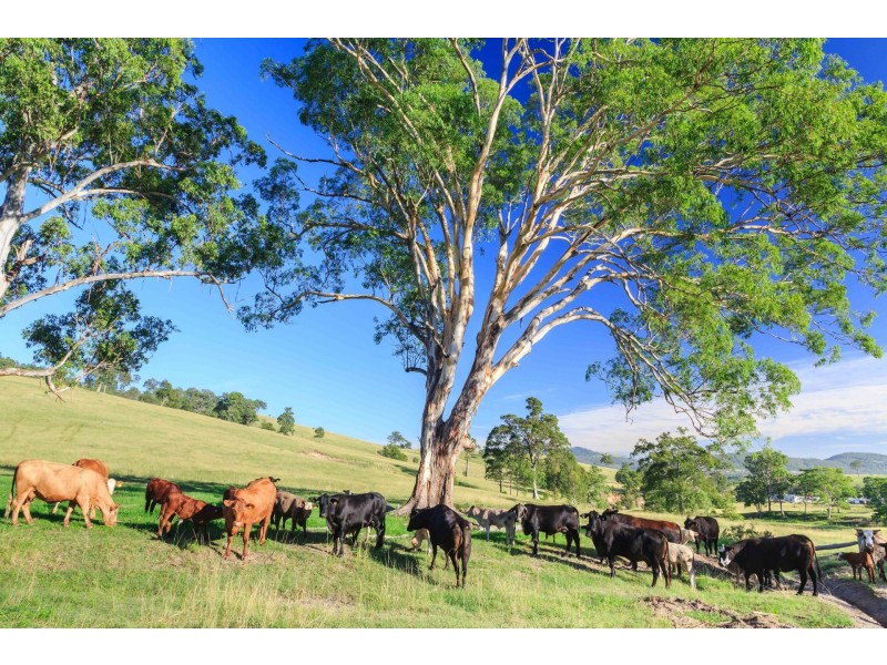 228 Cranky Corner Road, North End, Branxton NSW 2335