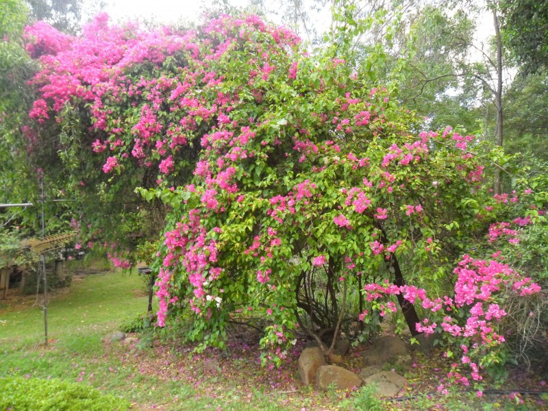 Mount Sylvia QLD 4343