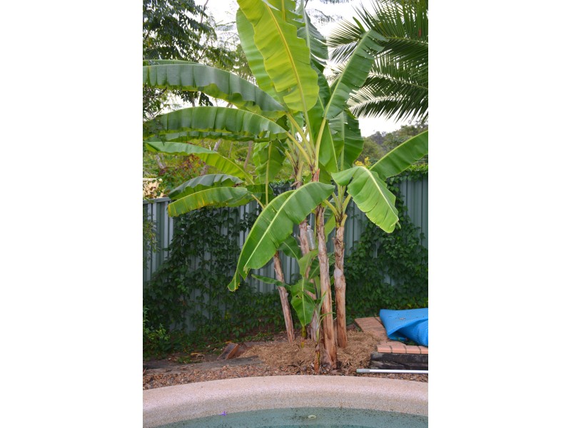 25 Cabragh St, Ferny Grove QLD 4055