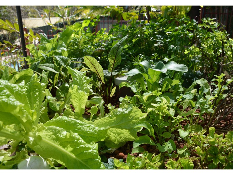 25 Cabragh St, Ferny Grove QLD 4055