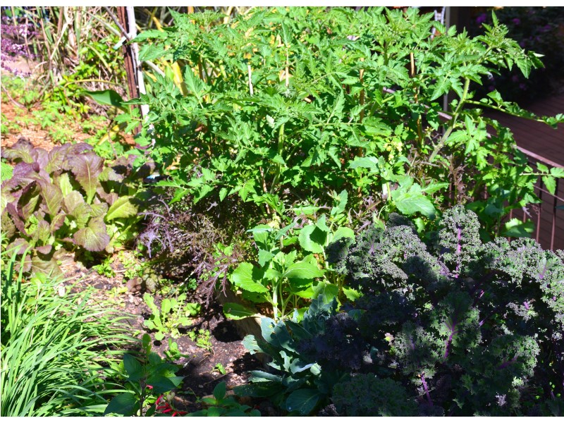 25 Cabragh St, Ferny Grove QLD 4055