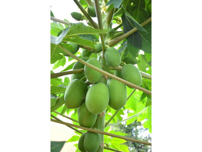 25 Cabragh St, Ferny Grove QLD 4055