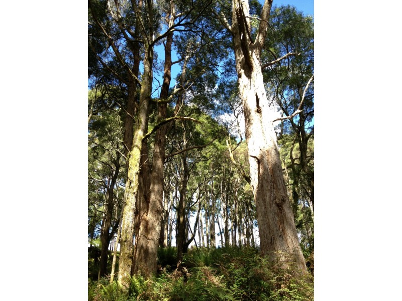 184 Lyons Road, Lapoinya TAS 7325