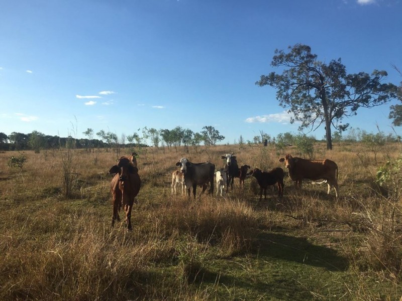 181 Daisy Dell Road, Bororen, Bororen QLD 4678
