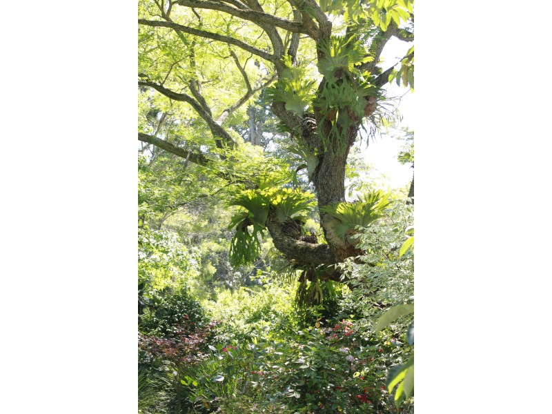 25 Lahey Rd, Tamborine Mountain QLD 4272