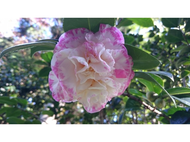 25 Lahey Rd, Tamborine Mountain QLD 4272