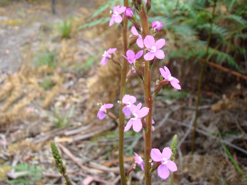 93 Littles Road, Premaydena TAS 7185