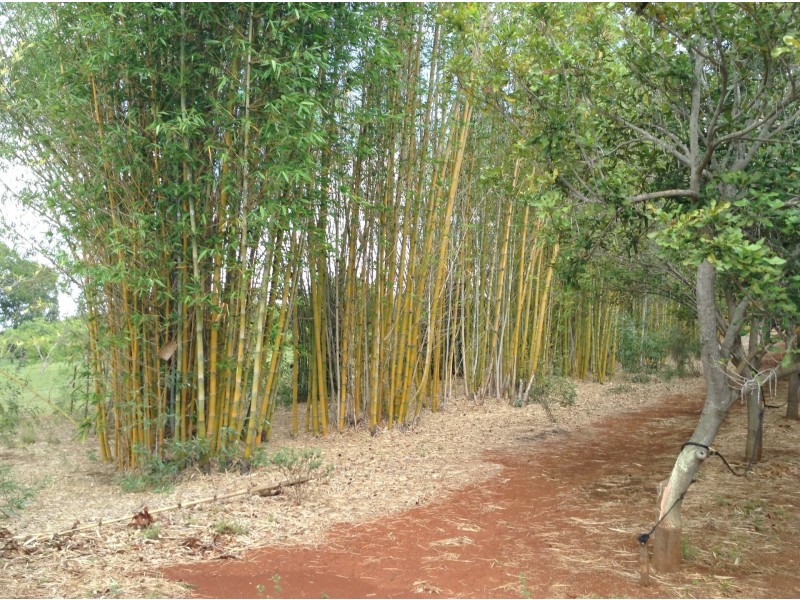 258 Apple Tree Creek Hall Road, North Isis QLD 4660