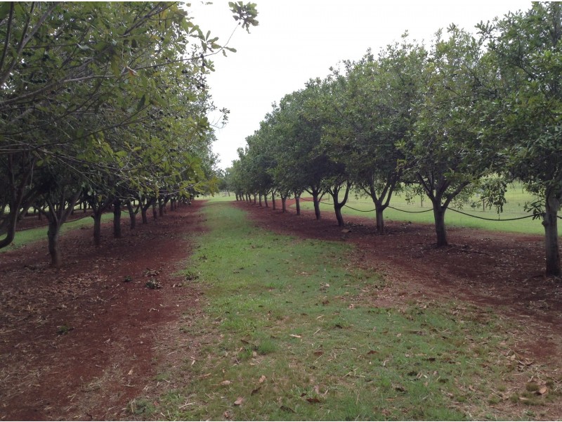 258 Apple Tree Creek Hall Road, North Isis QLD 4660