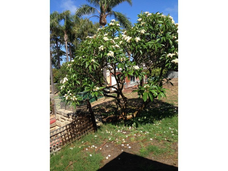 24 Boronia Crescent, City Beach WA 6015