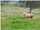 231 Washpool Rd, Warwick QLD 4370