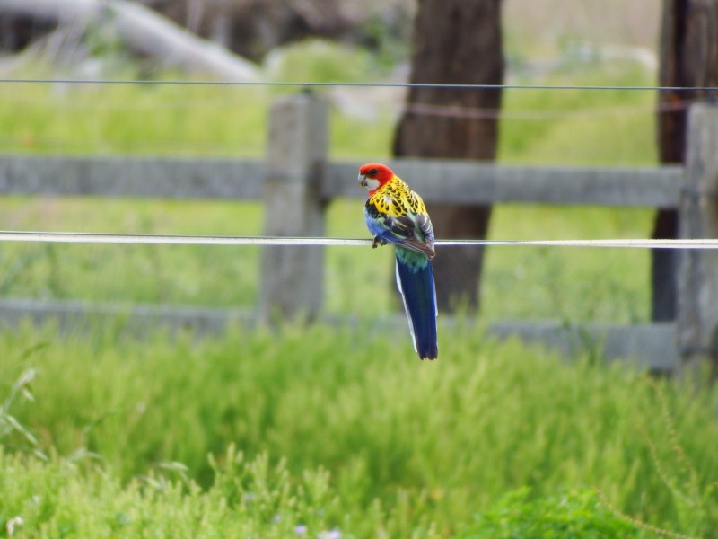 231 Washpool Rd, Warwick QLD 4370