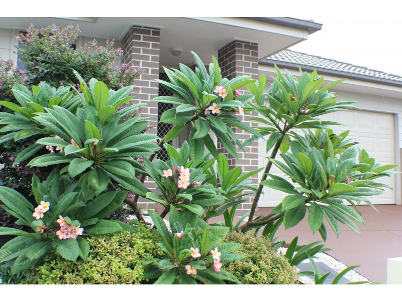 76 Settlement Drive, Wadalba NSW 2259