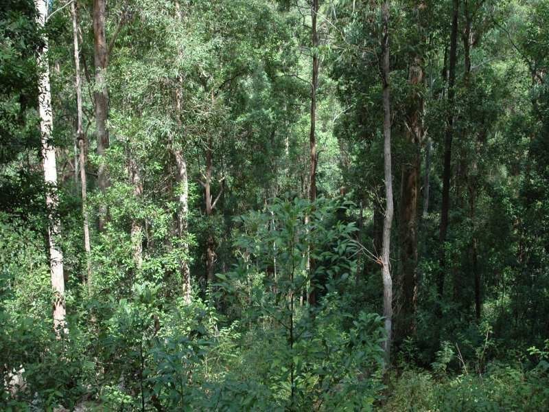 Bellangry NSW 2446