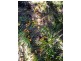 Bellangry NSW 2446