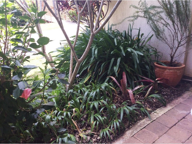 15 Jacaranda Ave, Murwillumbah NSW 2484