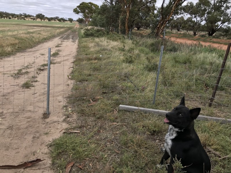 Lot 3767 Fiegert Road, Cunderdin WA 6407