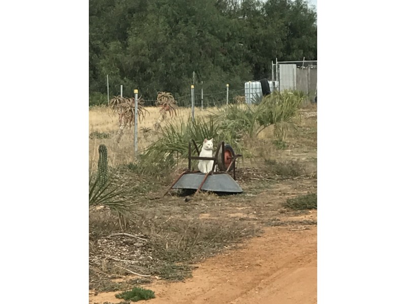 Lot 3767 Fiegert Road, Cunderdin WA 6407