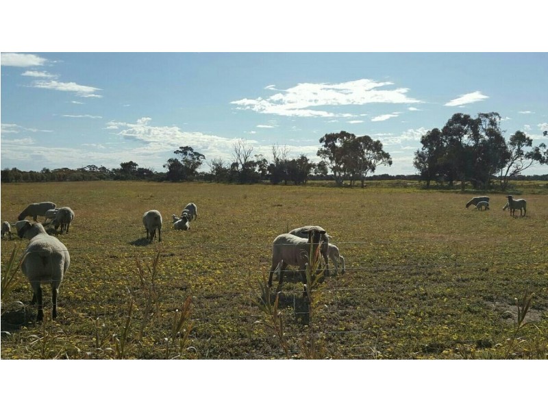 Lot 3767 Fiegert Road, Cunderdin WA 6407