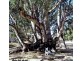 3 Railway Terrace, Paringa SA 5340