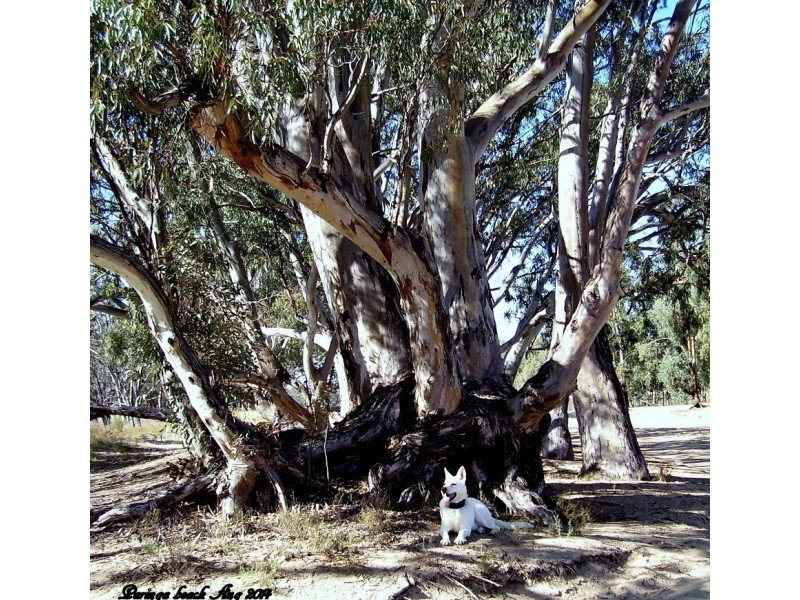 3 Railway Terrace, Paringa SA 5340