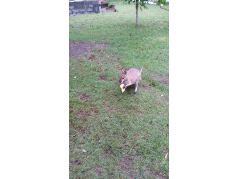 23 Mahogany Drive, Pillar Valley NSW 2462