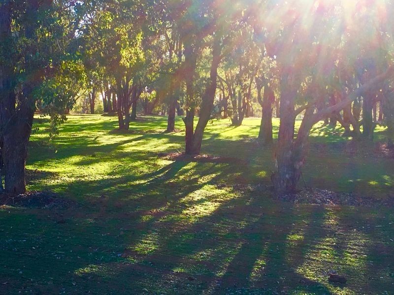 5 Cycad, Wundowie WA 6560