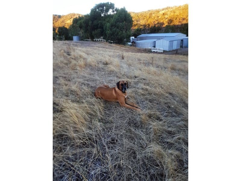 51 Richardson Road, Lower Hermitage SA 5131