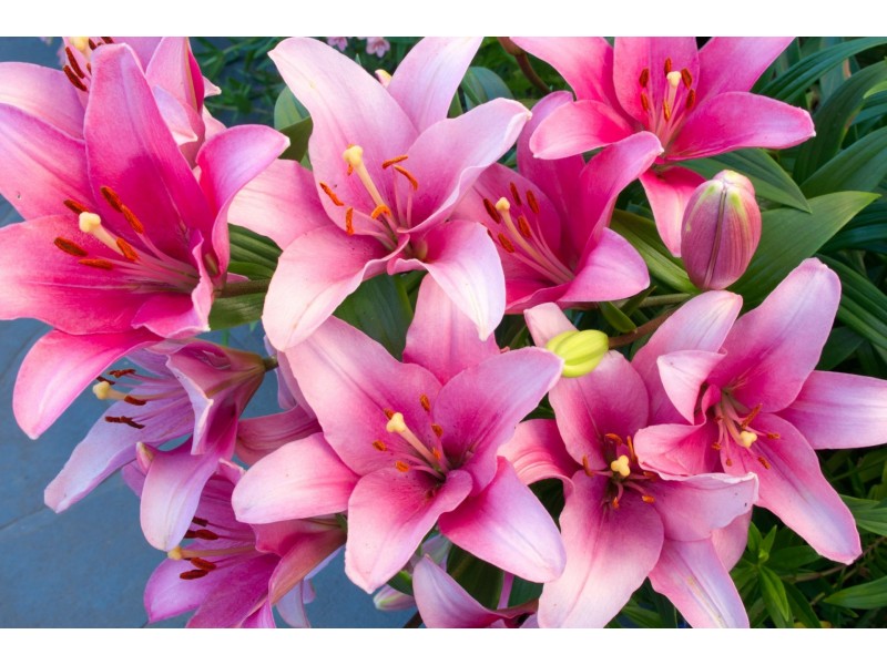 15 Lavis Road, Bowral NSW 2576