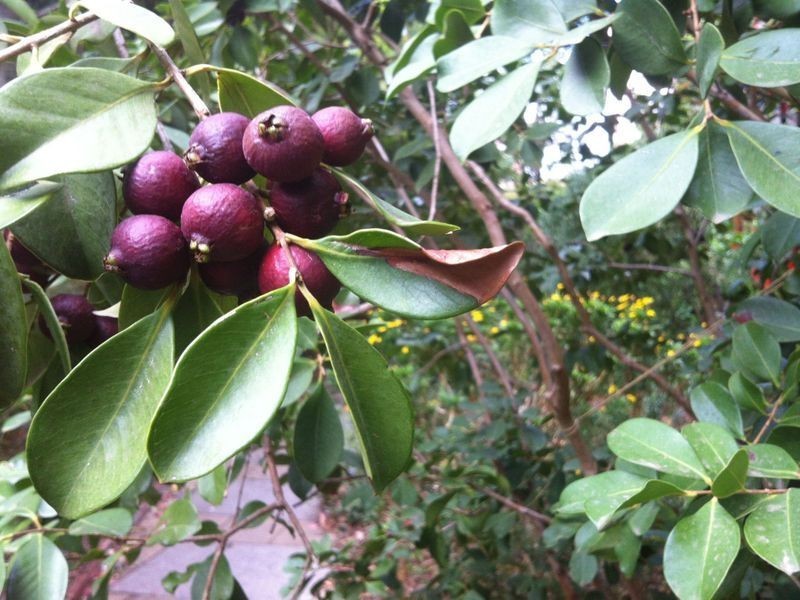 103 Sturt Street, Adelaide SA 5000