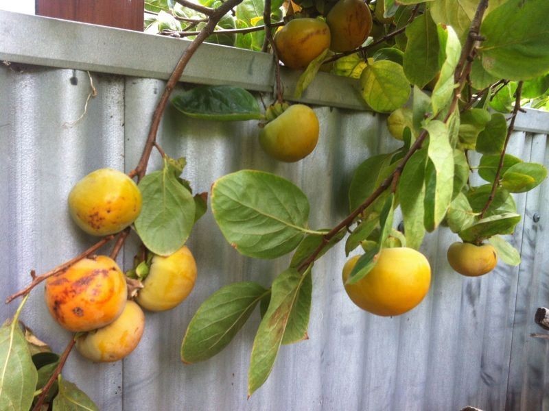 103 Sturt Street, Adelaide SA 5000