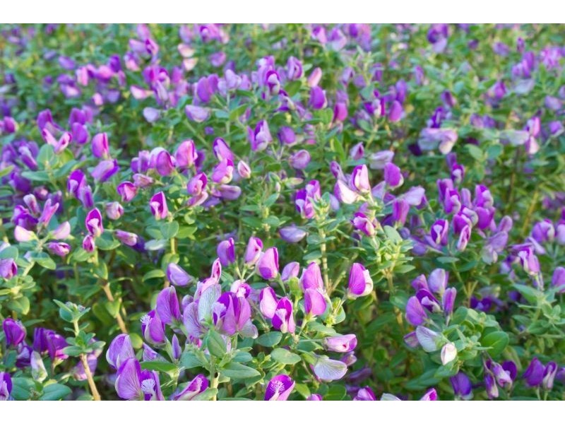 15 Lavis Road, Bowral NSW 2576