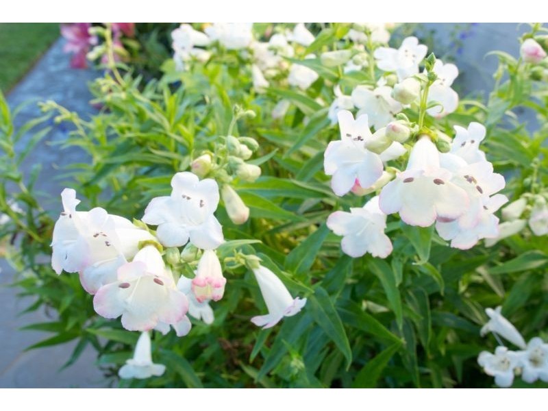 15 Lavis Road, Bowral NSW 2576