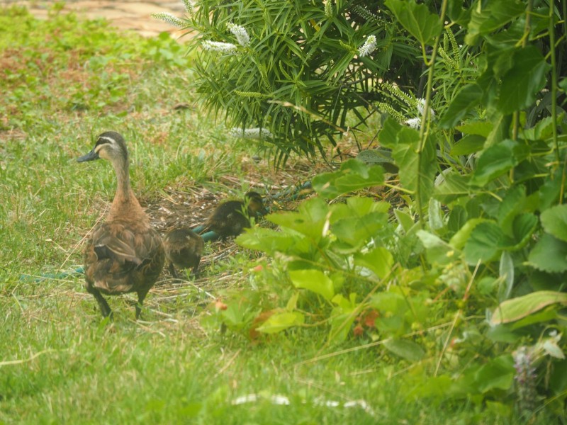 119 Queen Street, Mandurang South VIC 3551