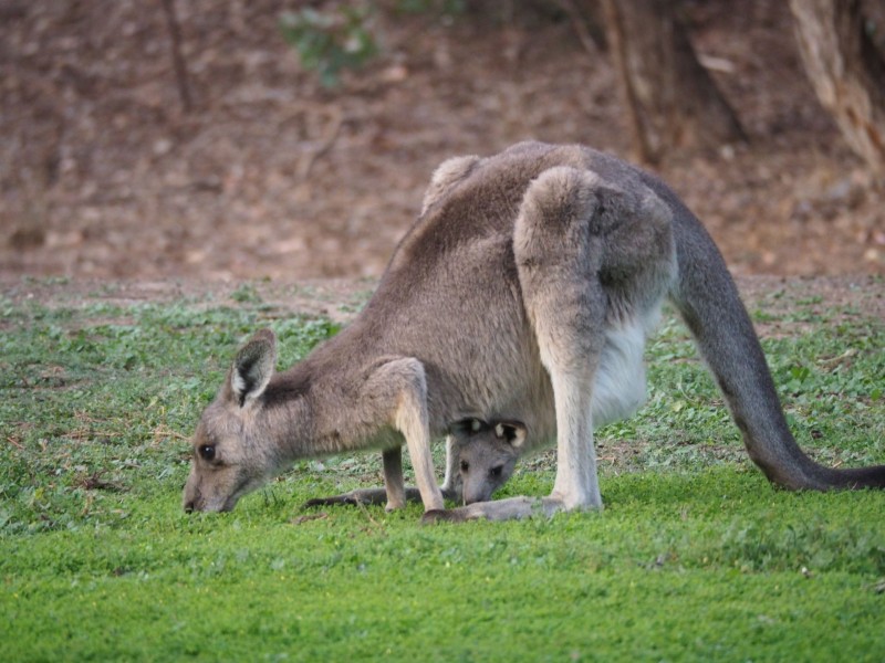 119 Queen Street, Mandurang South VIC 3551