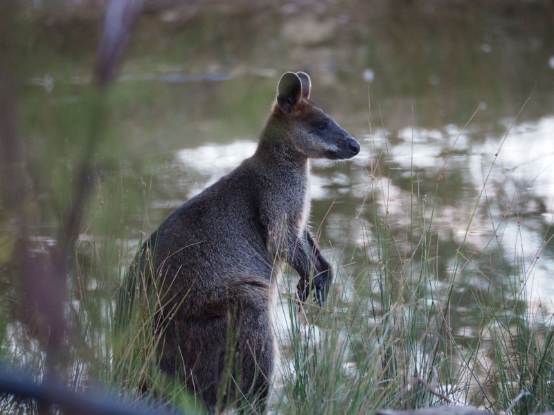 119 Queen Street, Mandurang South VIC 3551