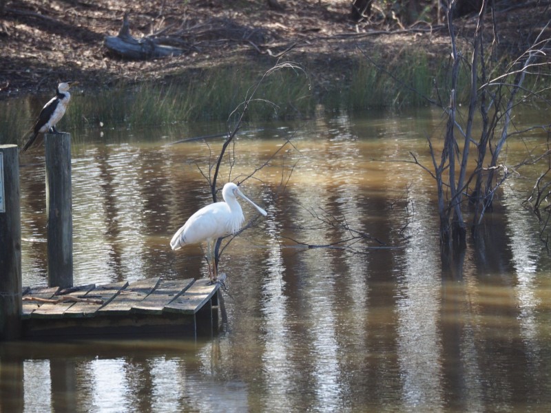 119 Queen Street, Mandurang South VIC 3551