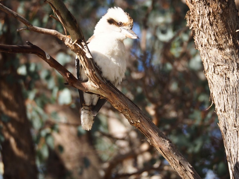 119 Queen Street, Mandurang South VIC 3551