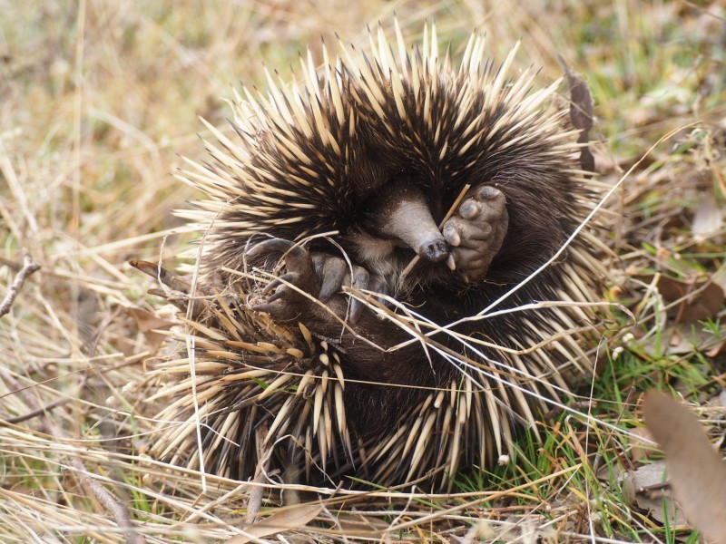 119 Queen Street, Mandurang South VIC 3551