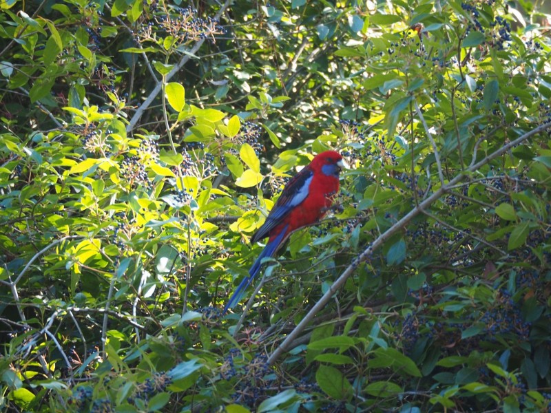 119 Queen Street, Mandurang South VIC 3551