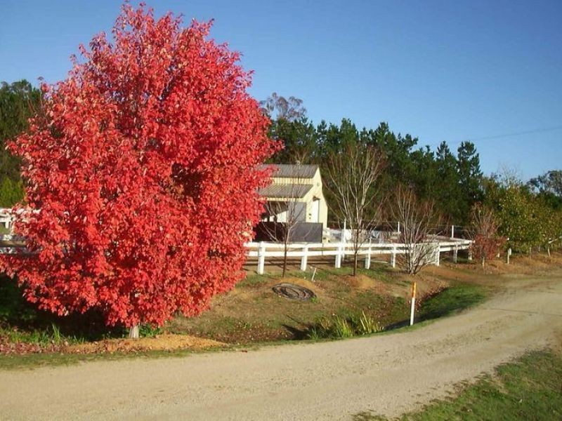 1659 Mutton Falls Rd, O’connell NSW 2795