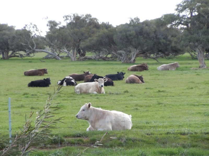 203 Mitchell Road, Benger WA 6223