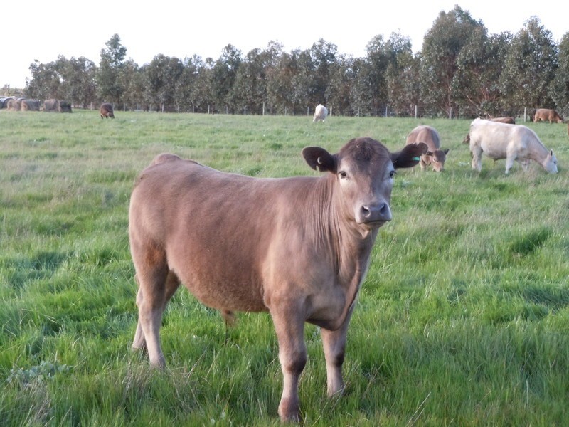 203 Mitchell Road, Benger WA 6223