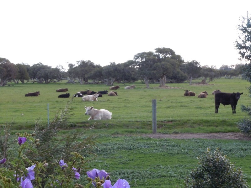 203 Mitchell Road, Benger WA 6223