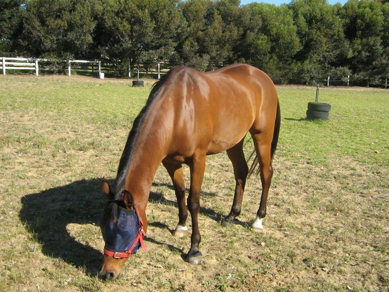 148 Bluegum Crescent, Gabbadah WA 6041