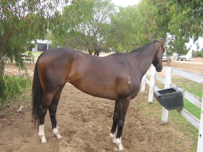 148 Bluegum Crescent, Gabbadah WA 6041