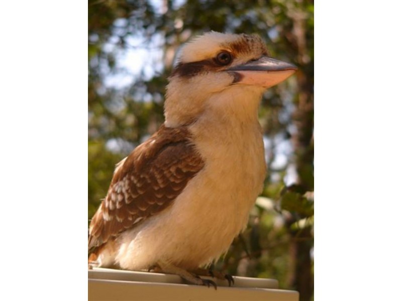 436  Long Road, Tamborine Mountain QLD 4272