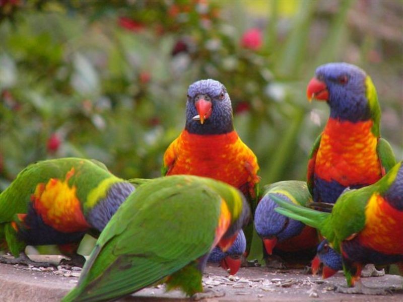 436  Long Road, Tamborine Mountain QLD 4272