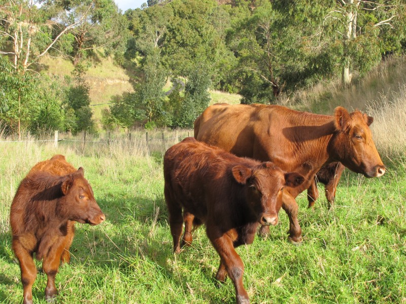 Rosella Cottage 95 Wild Dog Road, Apollo Bay VIC 3233