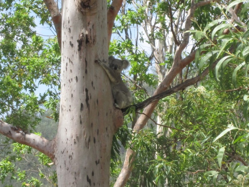 Mount Hallen QLD 4312